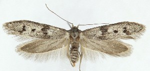  ( - MDH040488)  @11 [ ] CreativeCommons  Attribution (by) (2025) Daniel Handfield Unspecified