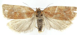  ( - MDH040491)  @11 [ ] CreativeCommons  Attribution (by) (2025) Daniel Handfield Unspecified