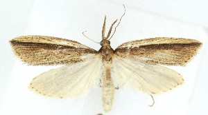  ( - MDH040495)  @11 [ ] CreativeCommons  Attribution (by) (2025) Daniel Handfield Unspecified