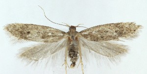  ( - MDH040516)  @11 [ ] CreativeCommons  Attribution (by) (2025) Daniel Handfield Unspecified