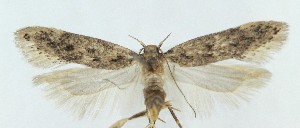  ( - MDH040522)  @11 [ ] CreativeCommons  Attribution (by) (2025) Daniel Handfield Unspecified