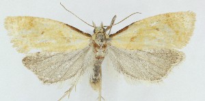  ( - MDH040536)  @11 [ ] CreativeCommons  Attribution (by) (2025) Daniel Handfield Unspecified