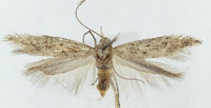  ( - MDH040547)  @11 [ ] CreativeCommons  Attribution (by) (2025) Daniel Handfield Unspecified