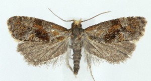  (Platphalonidia fusca - MDH040555)  @11 [ ] CreativeCommons  Attribution (by) (2025) Daniel Handfield Unspecified