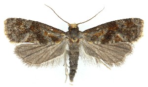  ( - MDH040556)  @11 [ ] CreativeCommons  Attribution (by) (2025) Daniel Handfield Unspecified