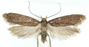  ( - MDH040561)  @11 [ ] CreativeCommons  Attribution (by) (2025) Daniel Handfield Unspecified