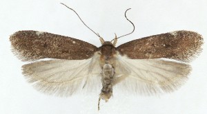  ( - MDH040562)  @11 [ ] CreativeCommons  Attribution (by) (2025) Daniel Handfield Unspecified