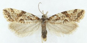  ( - MDH040571)  @11 [ ] CreativeCommons  Attribution (by) (2025) Daniel Handfield Unspecified