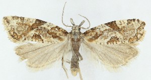  ( - MDH040572)  @11 [ ] CreativeCommons  Attribution (by) (2025) Daniel Handfield Unspecified