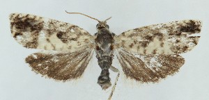  ( - MDH040574)  @11 [ ] CreativeCommons  Attribution (by) (2025) Daniel Handfield Unspecified