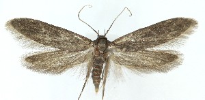  ( - MDH040645)  @11 [ ] CreativeCommons  Attribution (by) (2025) Daniel Handfield Unspecified