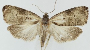  ( - MDH040726)  @11 [ ] CreativeCommons  Attribution (by) (2025) Daniel Handfield Unspecified