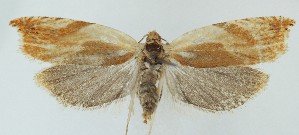  ( - MDH040752)  @11 [ ] CreativeCommons  Attribution (by) (2025) Daniel Handfield Unspecified