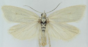  ( - MDH040778)  @11 [ ] CreativeCommons  Attribution (by) (2025) Daniel Handfield Unspecified