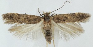  ( - MDH040812)  @11 [ ] CreativeCommons  Attribution (by) (2025) Daniel Handfield Unspecified