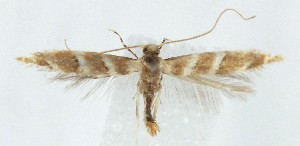  ( - MDH040826)  @11 [ ] CreativeCommons  Attribution (by) (2025) Daniel Handfield Unspecified