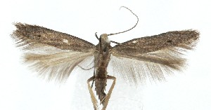  ( - MDH040828)  @11 [ ] CreativeCommons  Attribution (by) (2025) Daniel Handfield Unspecified