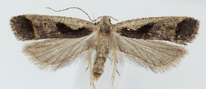  ( - MDH040888)  @11 [ ] CreativeCommons  Attribution (by) (2025) Daniel Handfield Unspecified