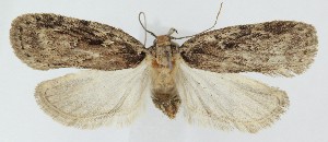  ( - MDH040894)  @11 [ ] CreativeCommons  Attribution (by) (2025) Daniel Handfield Unspecified