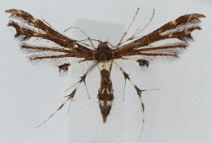  ( - MDH040923)  @11 [ ] CreativeCommons  Attribution (by) (2025) Daniel Handfield Unspecified