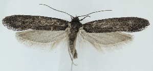  ( - MDH040937)  @11 [ ] CreativeCommons  Attribution (by) (2025) Daniel Handfield Unspecified