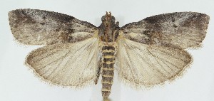  ( - MDH040953)  @11 [ ] CreativeCommons  Attribution (by) (2025) Daniel Handfield Unspecified