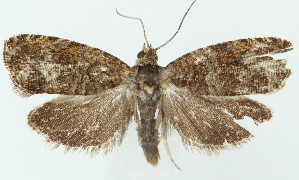  ( - MDH040985)  @11 [ ] CreativeCommons  Attribution (by) (2025) Daniel Handfield Unspecified