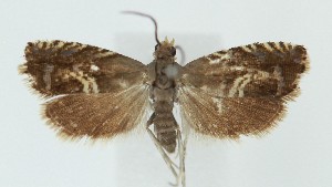  ( - MDH041017)  @11 [ ] CreativeCommons  Attribution (by) (2025) Daniel Handfield Unspecified