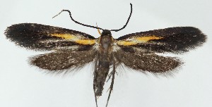  ( - MDH041032)  @11 [ ] CreativeCommons  Attribution (by) (2025) Daniel Handfield Unspecified