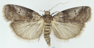  ( - MDH041042)  @11 [ ] CreativeCommons  Attribution (by) (2025) Daniel Handfield Unspecified