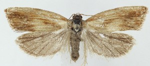  ( - MDH041063)  @11 [ ] CreativeCommons  Attribution (by) (2025) Daniel Handfield Unspecified