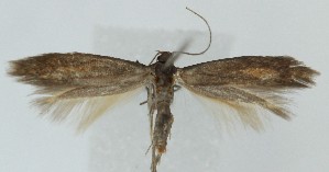  ( - MDH041064)  @11 [ ] CreativeCommons  Attribution (by) (2025) Daniel Handfield Unspecified