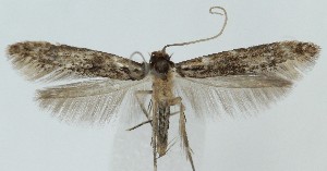  ( - MDH041066)  @11 [ ] CreativeCommons  Attribution (by) (2025) Daniel Handfield Unspecified