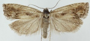  ( - MDH041080)  @11 [ ] CreativeCommons  Attribution (by) (2025) Daniel Handfield Unspecified