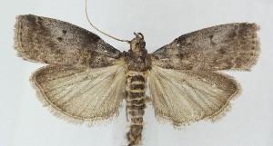  ( - MDH041117)  @11 [ ] CreativeCommons  Attribution (by) (2025) Daniel Handfield Unspecified