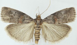  ( - MDH041119)  @11 [ ] CreativeCommons  Attribution (by) (2025) Daniel Handfield Unspecified