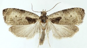  ( - MDH041140)  @11 [ ] CreativeCommons  Attribution (by) (2025) Daniel Handfield Unspecified