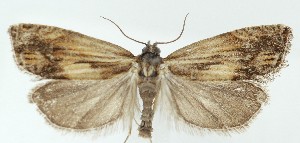  ( - MDH041153)  @11 [ ] CreativeCommons  Attribution (by) (2025) Daniel Handfield Unspecified