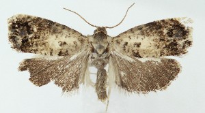  ( - MDH041164)  @11 [ ] CreativeCommons  Attribution (by) (2025) Daniel Handfield Unspecified