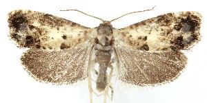  ( - MDH041165)  @11 [ ] Unspecified (default): All Rights Reserved (2025) Daniel Handfield CreativeCommons  Attribution (by)