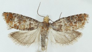  ( - MDH041171)  @11 [ ] CreativeCommons  Attribution (by) (2025) Daniel Handfield Unspecified