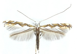  ( - MDH041220)  @11 [ ] CreativeCommons  Attribution (by) (2025) Daniel Handfield Unspecified