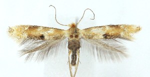  ( - MDH041304)  @11 [ ] Unspecified (default): All Rights Reserved (2025) Daniel Handfield CreativeCommons  Attribution (by)