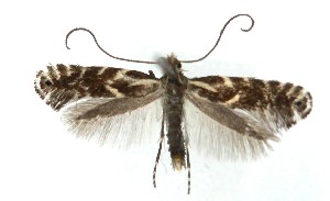  ( - MDH041308)  @11 [ ] CreativeCommons  Attribution (by) (2025) Daniel Handfield Unspecified