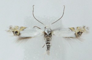  ( - MDH041370)  @11 [ ] Unspecified (default): All Rights Reserved (2025) Daniel Handfield CreativeCommons  Attribution (by)