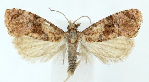  (Thyraylia bana - MDH041386)  @11 [ ] CreativeCommons  Attribution (by) (2025) Daniel Handfield Unspecified