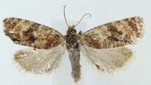  ( - MDH041424)  @11 [ ] CreativeCommons  Attribution (by) (2025) Daniel Handfield Unspecified