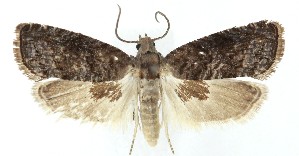  ( - MDH041436)  @11 [ ] CreativeCommons  Attribution (by) (2025) Daniel Handfield Unspecified