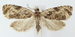  (Olethreutes mediopartitum - MDH041443)  @11 [ ] CreativeCommons  Attribution (by) (2025) Daniel Handfield Unspecified