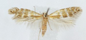  ( - MDH041448)  @11 [ ] CreativeCommons  Attribution (by) (2025) Daniel Handfield Unspecified